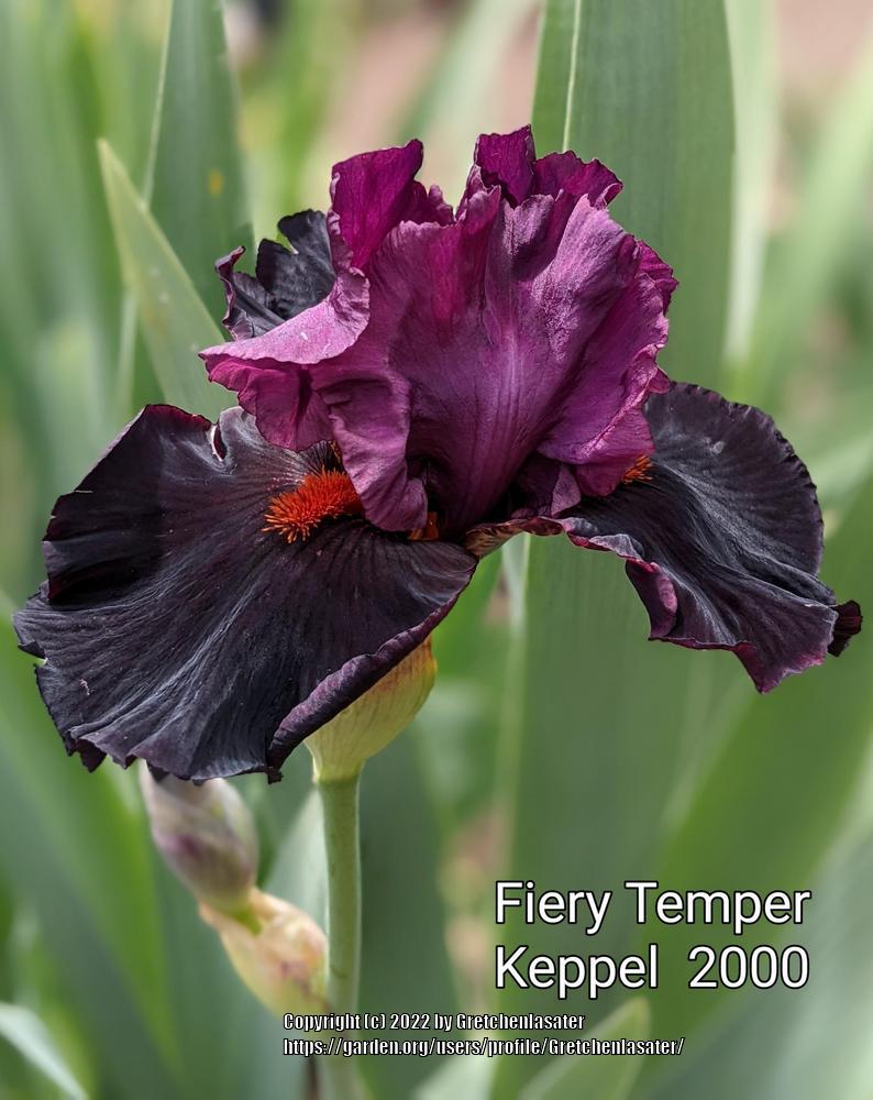 Photo of Tall Bearded Iris (Iris 'Fiery Temper') uploaded by Gretchenlasater