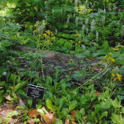 Location: Jenkins Arboretum in Berwyn, Pennsylvania
Date: 2022-05-22
a small colony in bloom