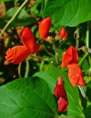 Photo of Runner Bean (Phaseolus coccineus) uploaded by Joy