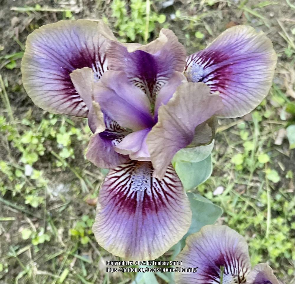 Photo of Standard Dwarf Bearded Iris (Iris 'Serendipity Elf') uploaded by Lbsmitty