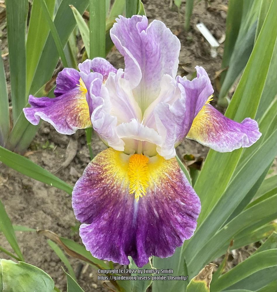 Photo of Intermediate Bearded Iris (Iris 'Backlit Beauty') uploaded by Lbsmitty