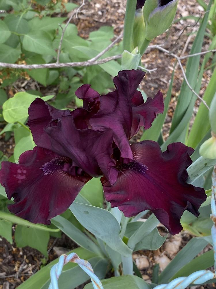 Photo of Tall Bearded Iris (Iris 'Rio Rojo') uploaded by Legalily