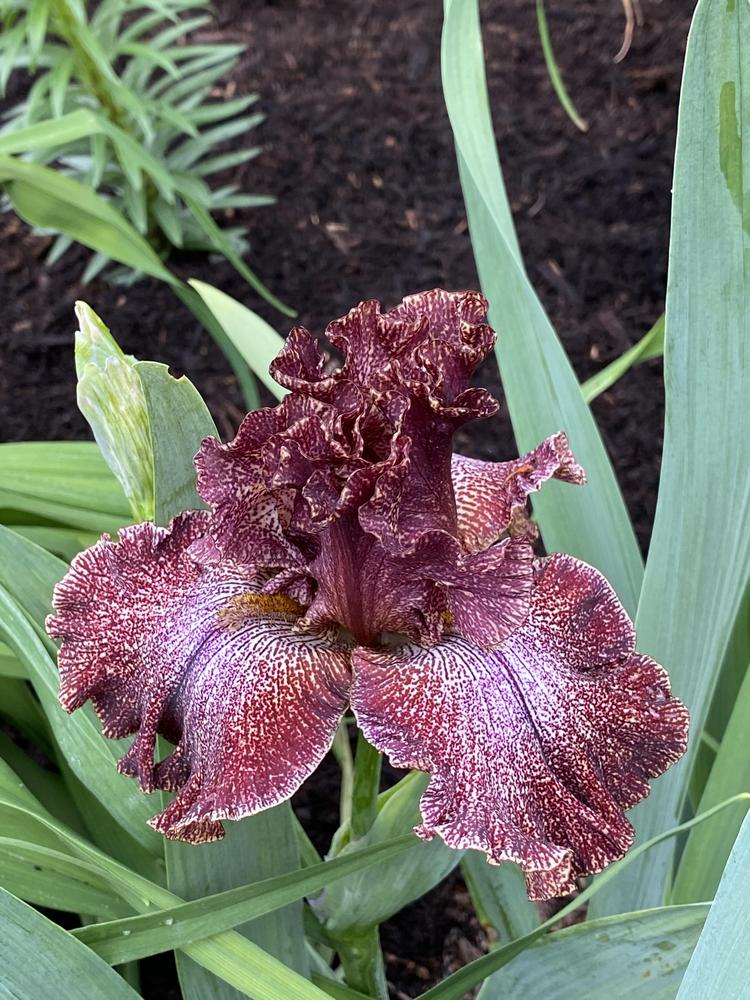 Photo of Tall Bearded Iris (Iris 'American Original') uploaded by Legalily