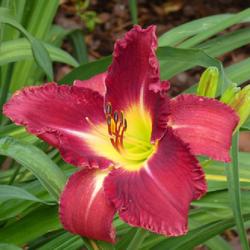 Location: my garden in Dawsonville, GA (zone 7b north Geogia mountains)
Date: 2022-05-24
Seedling from Jungle Paradise Daylilies 2015/06/09