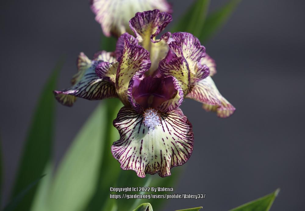 Photo of Standard Dwarf Bearded Iris (Iris 'Doxie Doodles') uploaded by Valery33