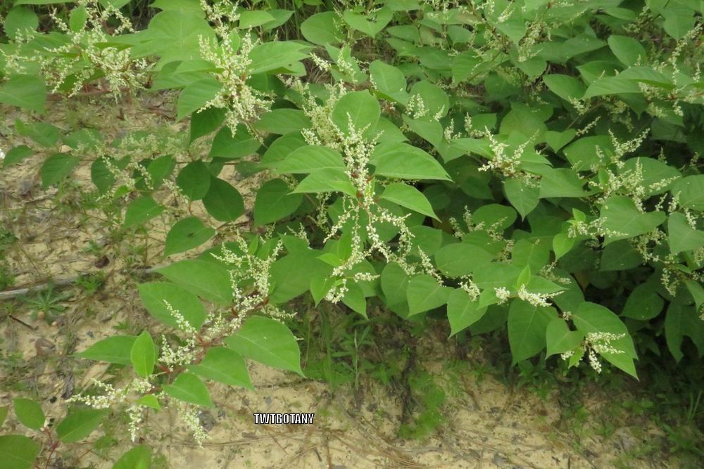Photo of Japanese Knotweed (Reynoutria japonica) uploaded by WebTucker