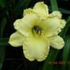 MY EARLIEST DAYLILY BLOOM FOR 2022