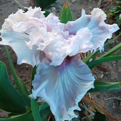 Location: East facing garden zone 6a
Date: May 2022
Maiden bloom on this iris that was moved three times to new homes