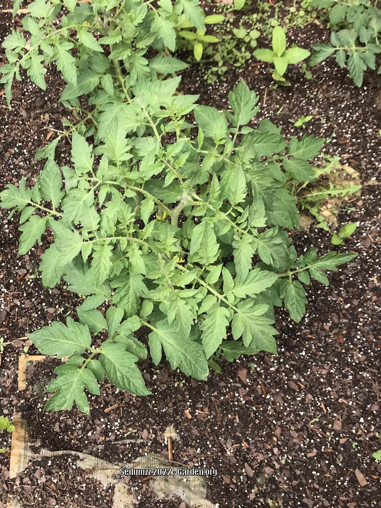 Photo of Tomato (Solanum lycopersicum 'Burpee's Big Boy®') uploaded by sedumzz