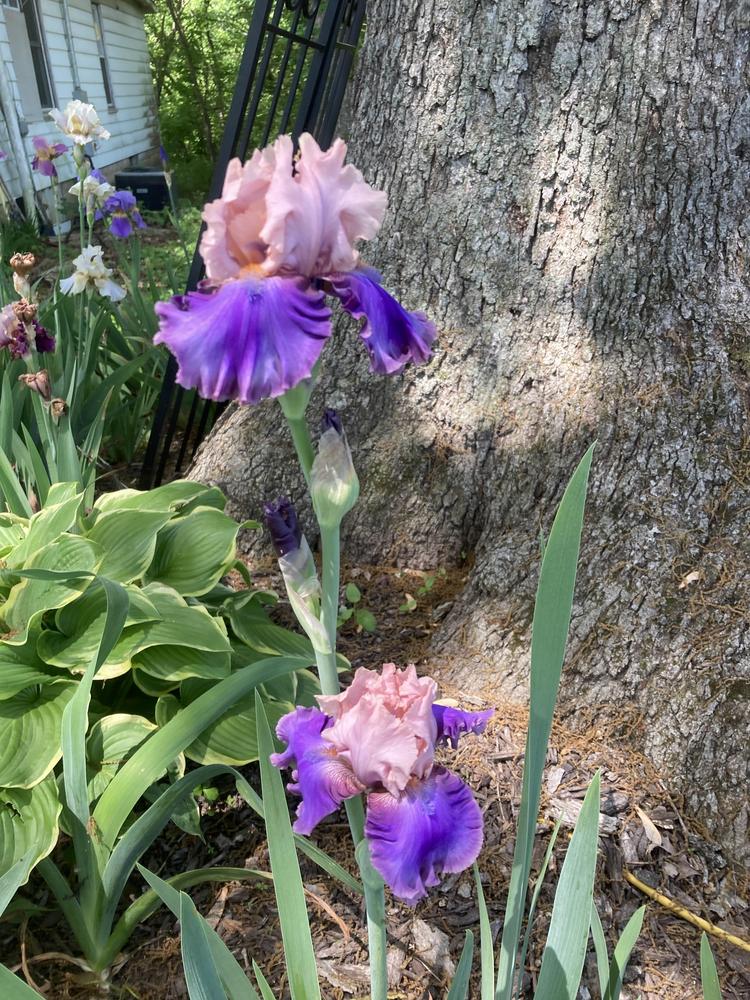 Photo of Tall Bearded Iris (Iris 'Florentine Silk') uploaded by DonnaKribs