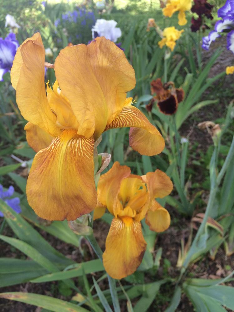 Photo of Tall Bearded Iris (Iris 'Harvest Moon') uploaded by DonnaKribs