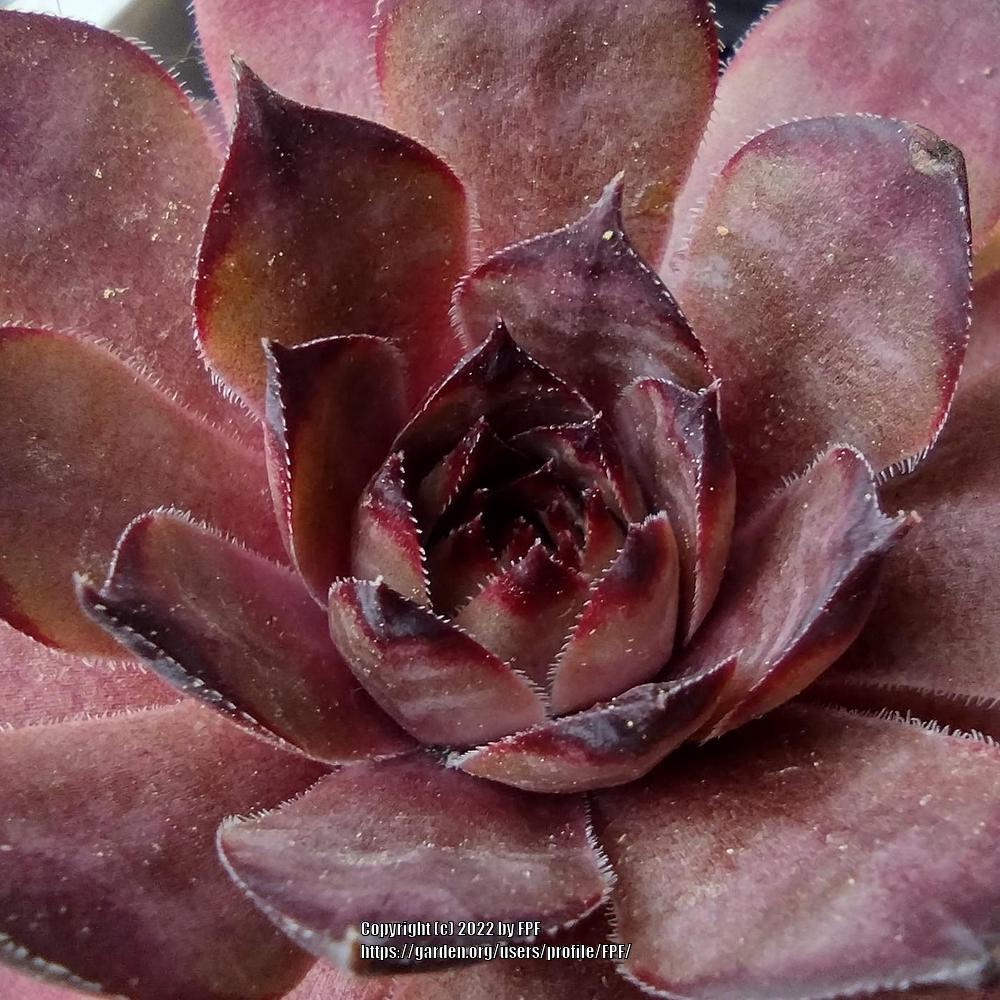 Photo of Hen and Chicks (Sempervivum 'Peggy') uploaded by FPF