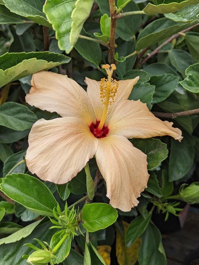 Photo of Hibiscus uploaded by Joy