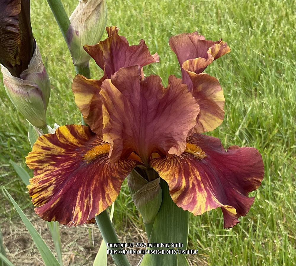 Photo of Tall Bearded Iris (Iris 'Infernal Fire') uploaded by Lbsmitty