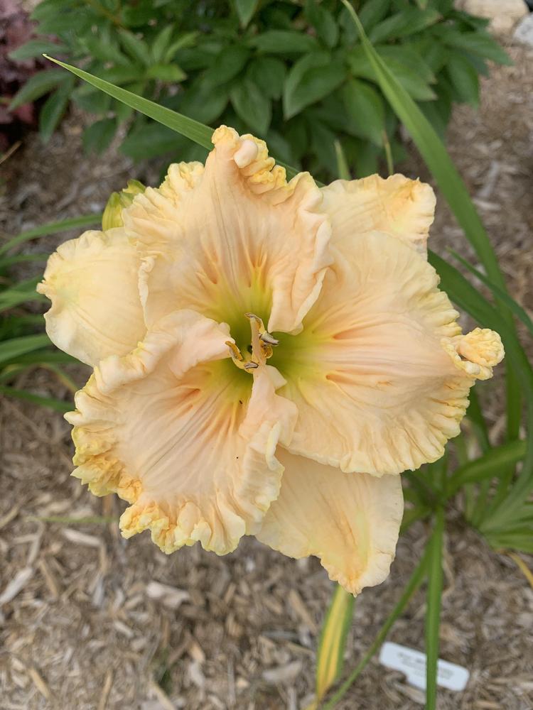 Photo of Daylily (Hemerocallis 'Our Miss Ruby') uploaded by MathStLaurent
