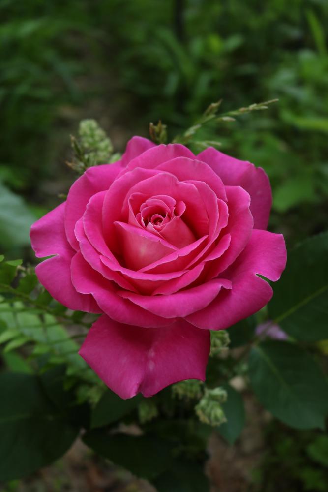 Photo of Rose (Rosa 'Pink Peace, Cl.') uploaded by Phytodiscovery