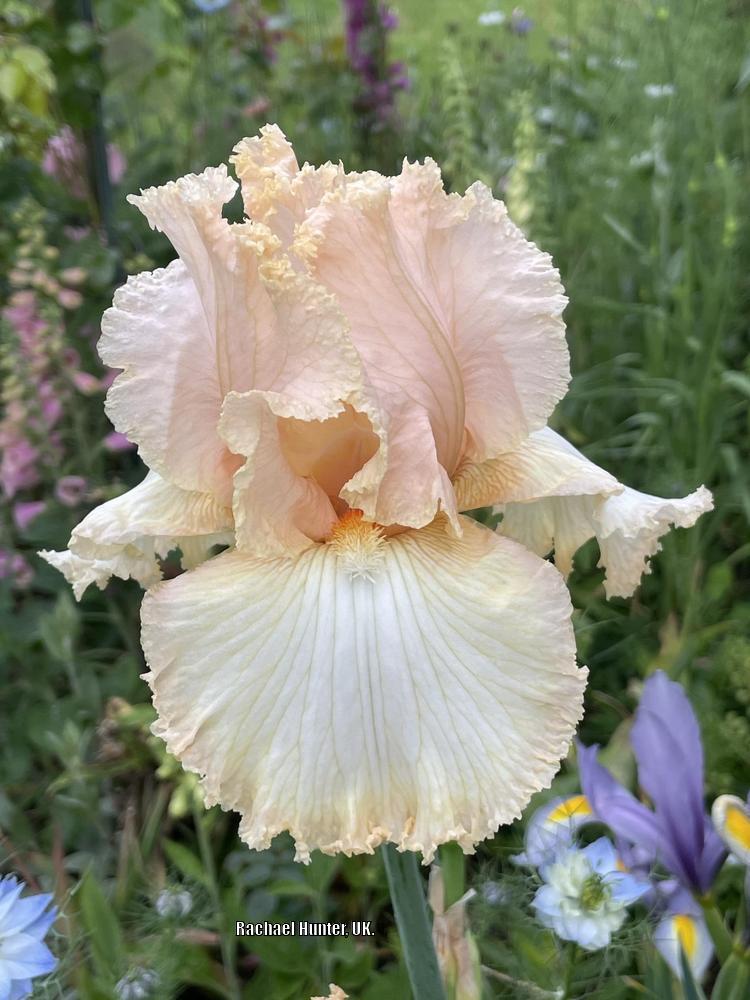 Photo of Tall Bearded Iris (Iris 'Just Before Dawn') uploaded by RachaelHunter