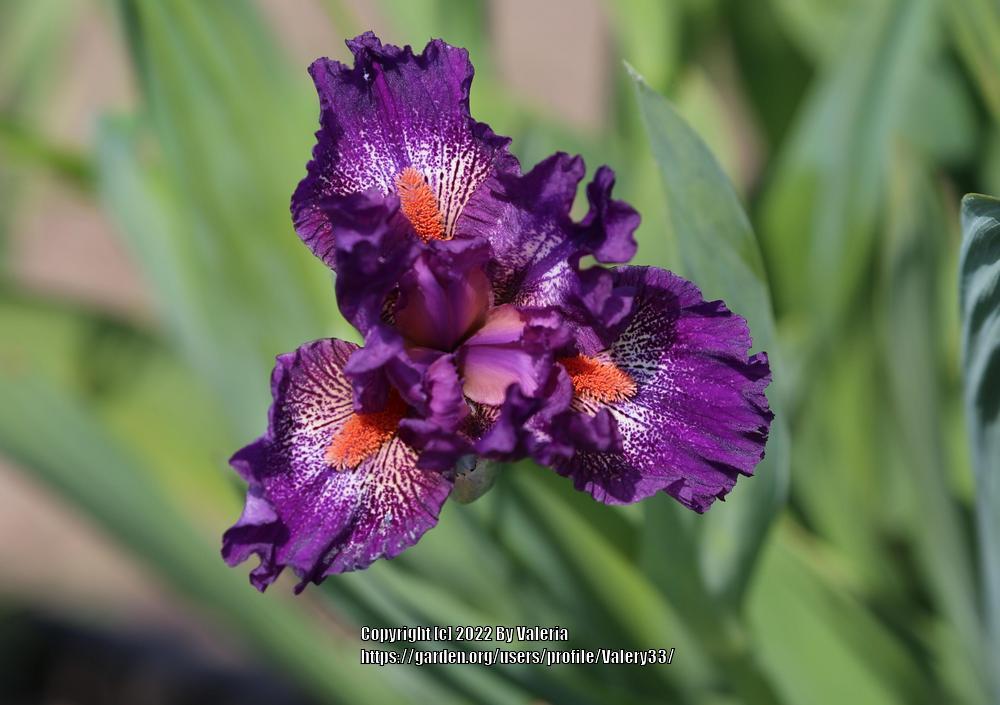 Photo of Standard Dwarf Bearded Iris (Iris 'Jennyanydots') uploaded by Valery33