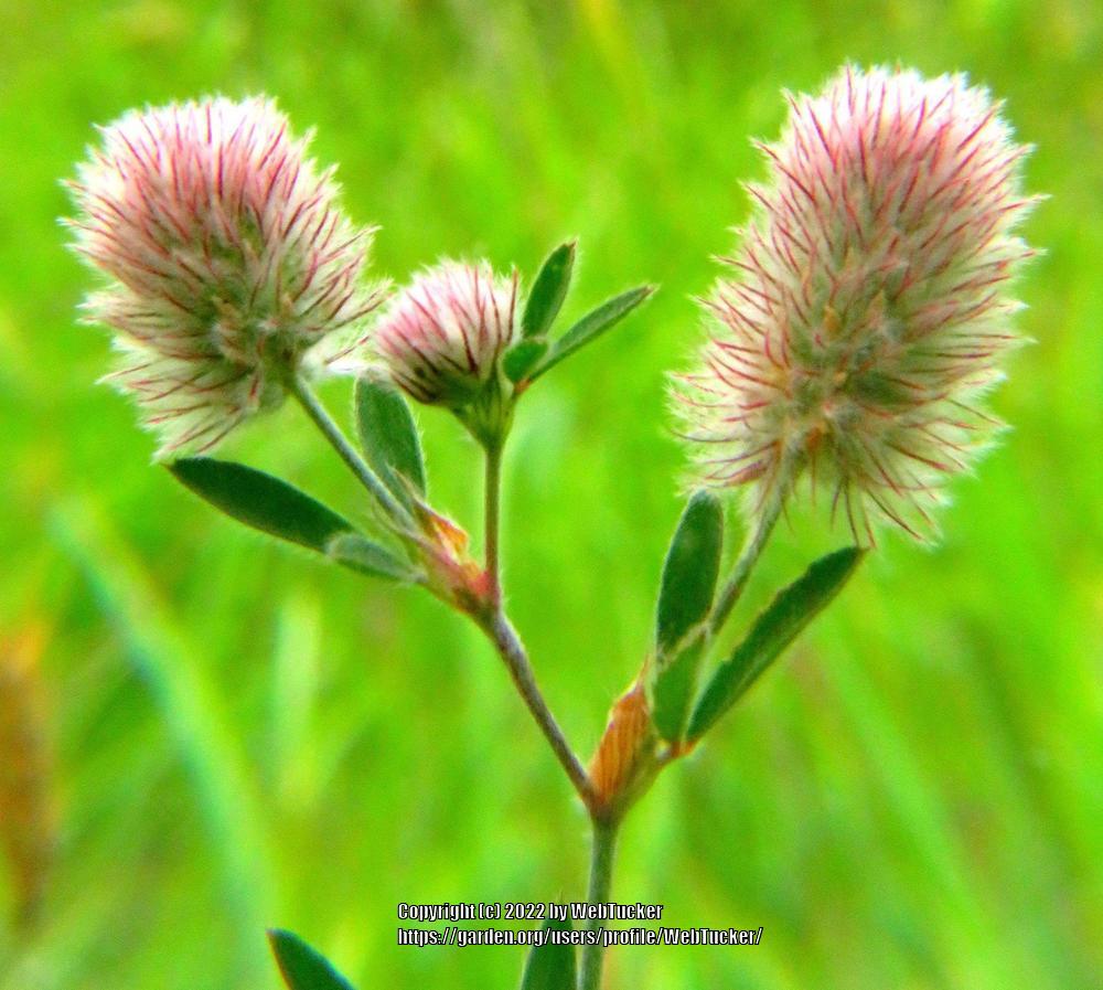Photo of Rabbitfoot Clover (Trifolium arvense) uploaded by WebTucker