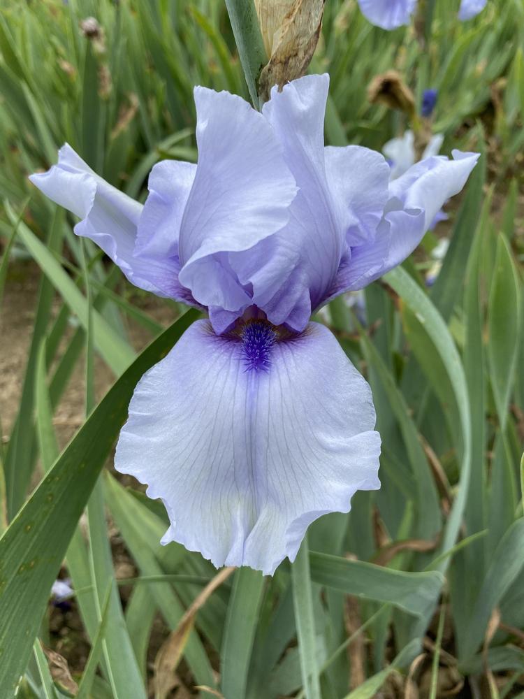 Photo of Border Bearded Iris (Iris 'Blackbeard') uploaded by csandt