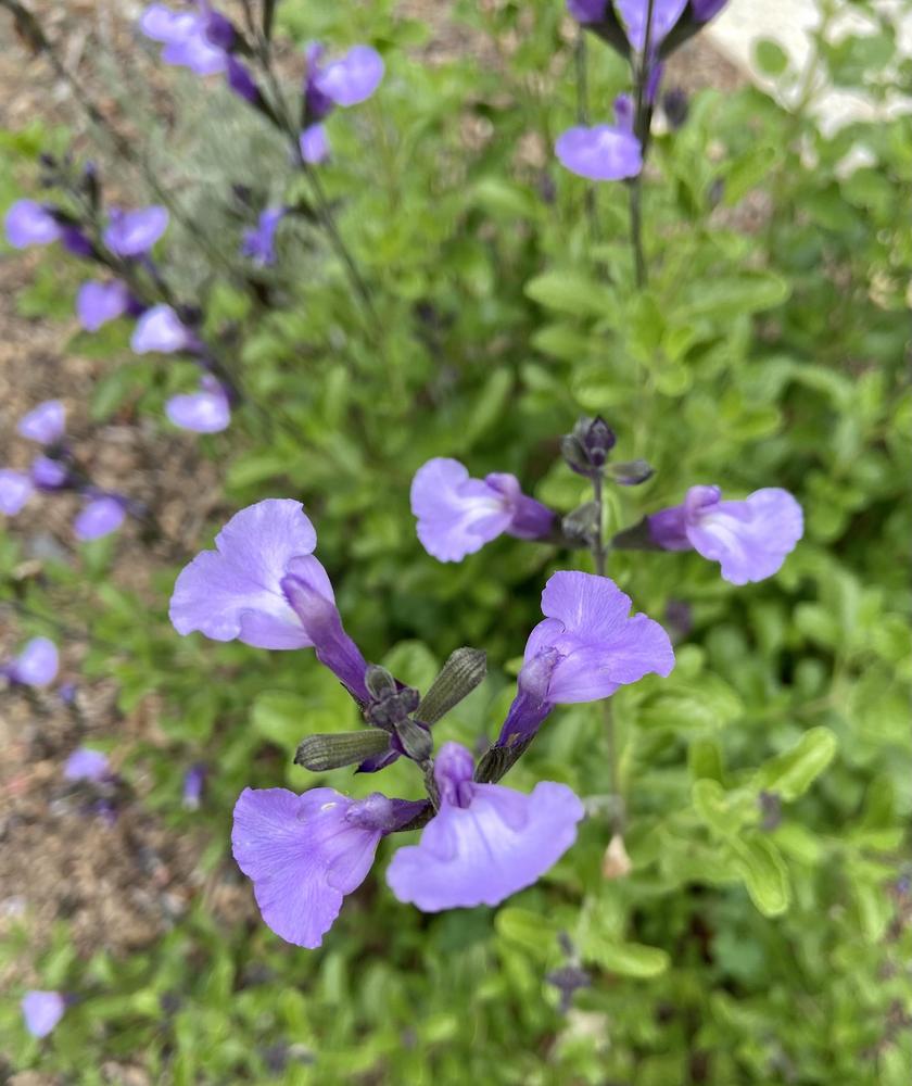 Photo of Salvia (Salvia microphylla 'So Cool Pale Blue') uploaded by Calif_Sue