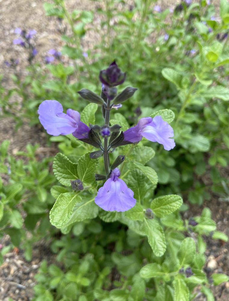 Photo of Salvia (Salvia microphylla 'So Cool Pale Blue') uploaded by Calif_Sue
