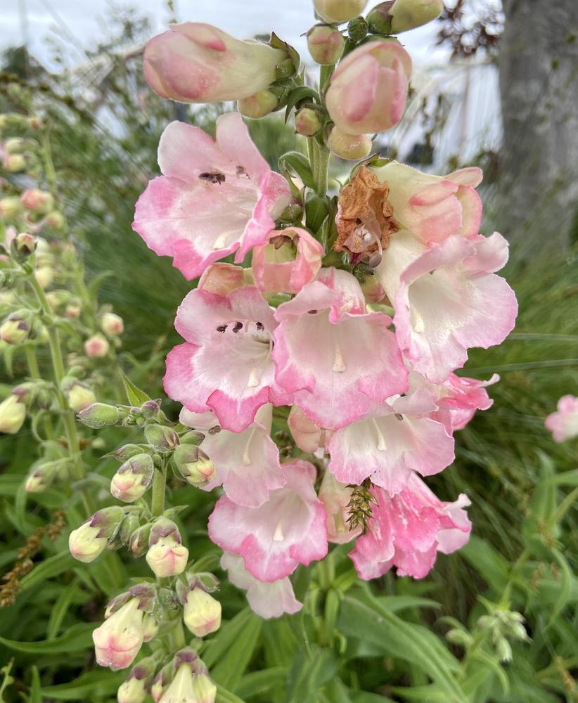 Photo of Penstemon 'Apple Blossom' uploaded by Calif_Sue