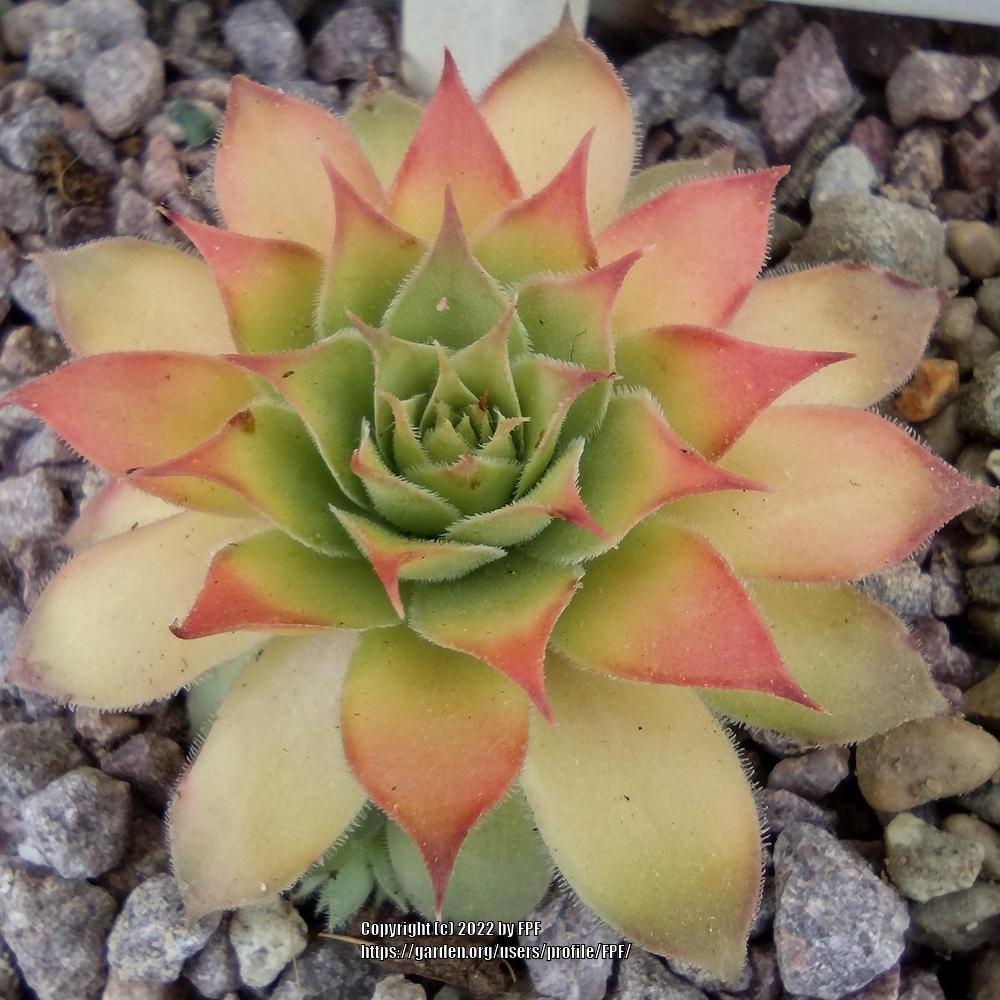 Photo of Hen and Chicks (Sempervivum 'Gold Nugget') uploaded by FPF