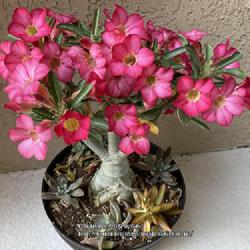 Location: My garden in Tampa, Florida
Date: 2022-05-27
My desert rose, most likely a swazicum.