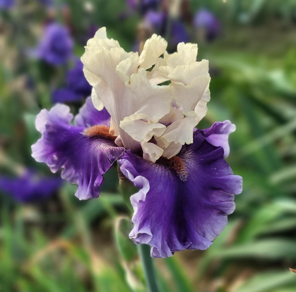 Photo of Tall Bearded Iris (Iris 'Beguiler') uploaded by Islandview