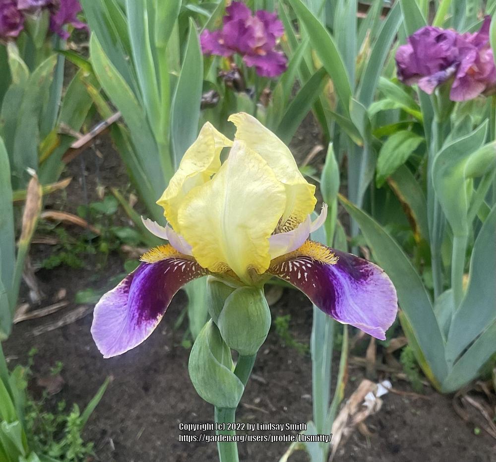 Photo of Tall Bearded Iris (Iris 'Roméo') uploaded by Lbsmitty