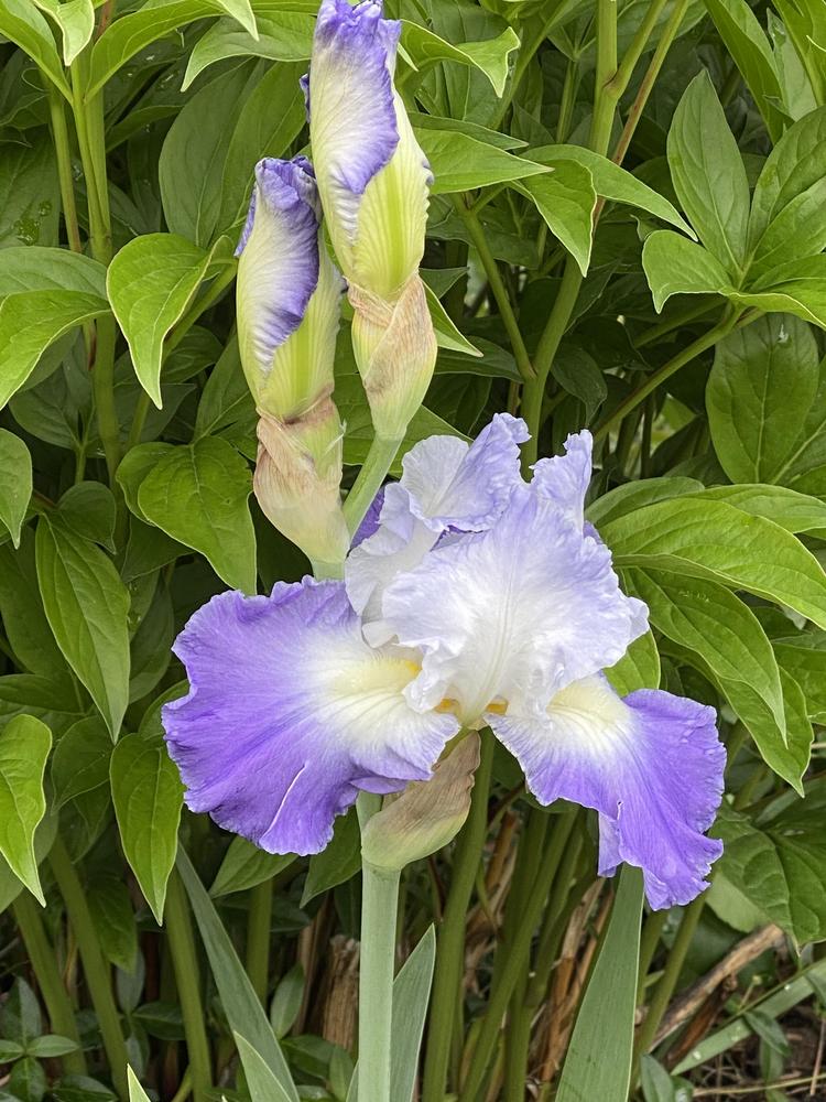 Photo of Tall Bearded Iris (Iris 'Clarence') uploaded by Legalily