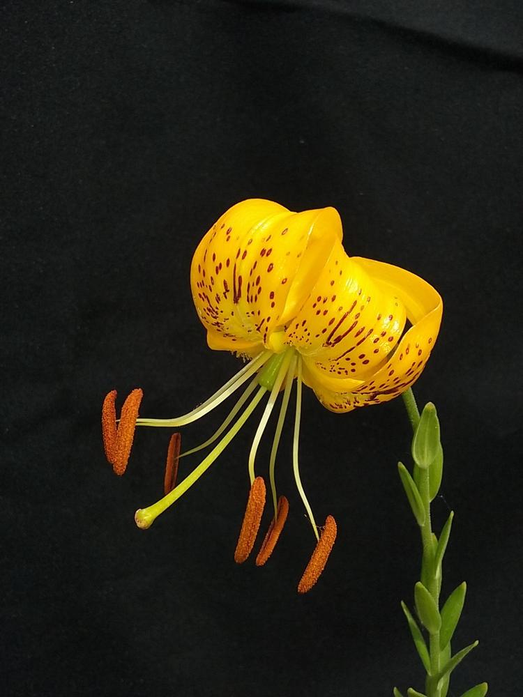 Photo of Lily (Lilium amabile) uploaded by Lucius93