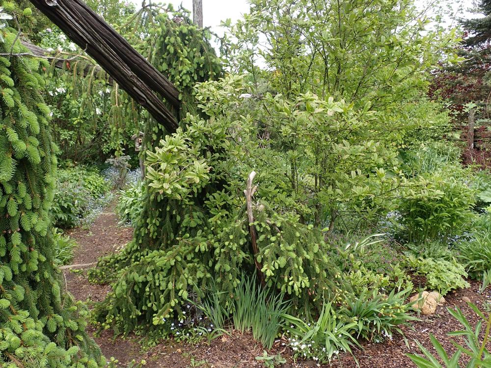 Photo of Weeping Norway Spruce (Picea abies 'Pendula') uploaded by Vals_Garden