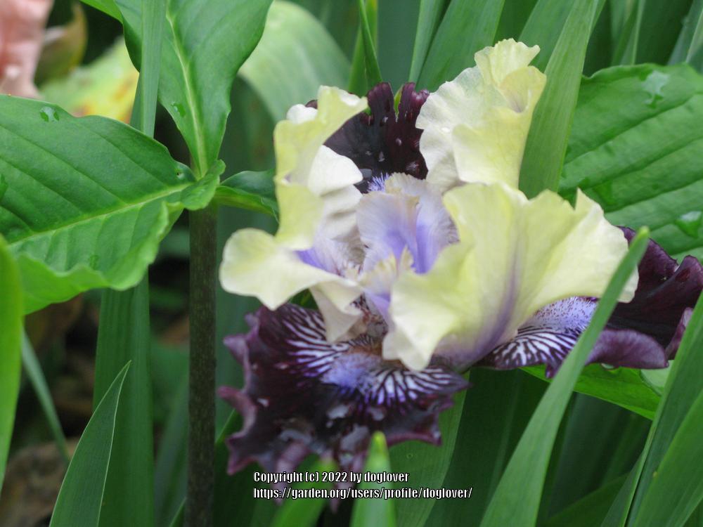 Photo of Intermediate Bearded Iris (Iris 'I'm Wicked') uploaded by doglover