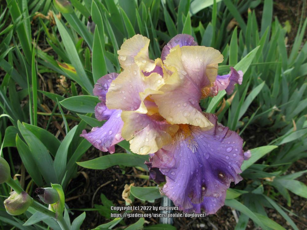 Photo of Tall Bearded Iris (Iris 'Kevin's Theme') uploaded by doglover