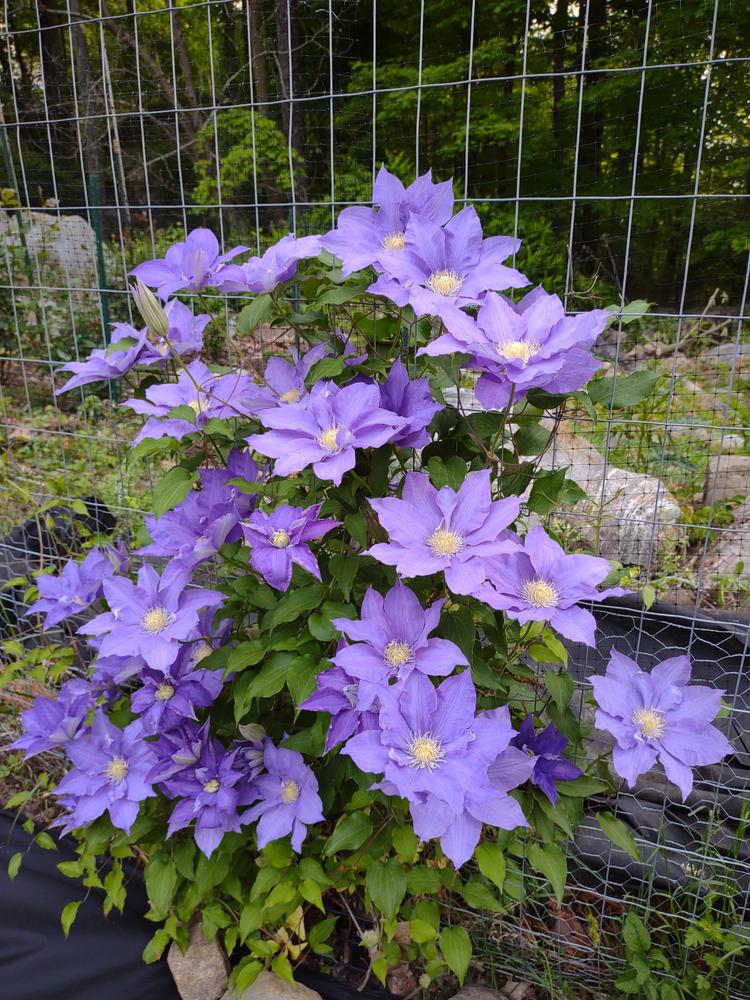 Photo of Clematis 'H.F. Young' uploaded by myflightcn