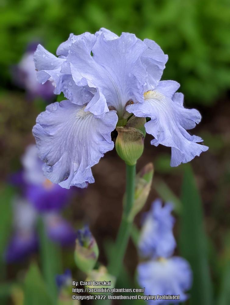 Photo of Tall Bearded Iris (Iris 'Absolute Treasure') uploaded by Artsee1