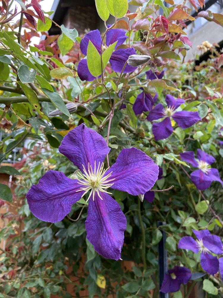 Photo of Clematis 'Jackmanii' uploaded by Calif_Sue