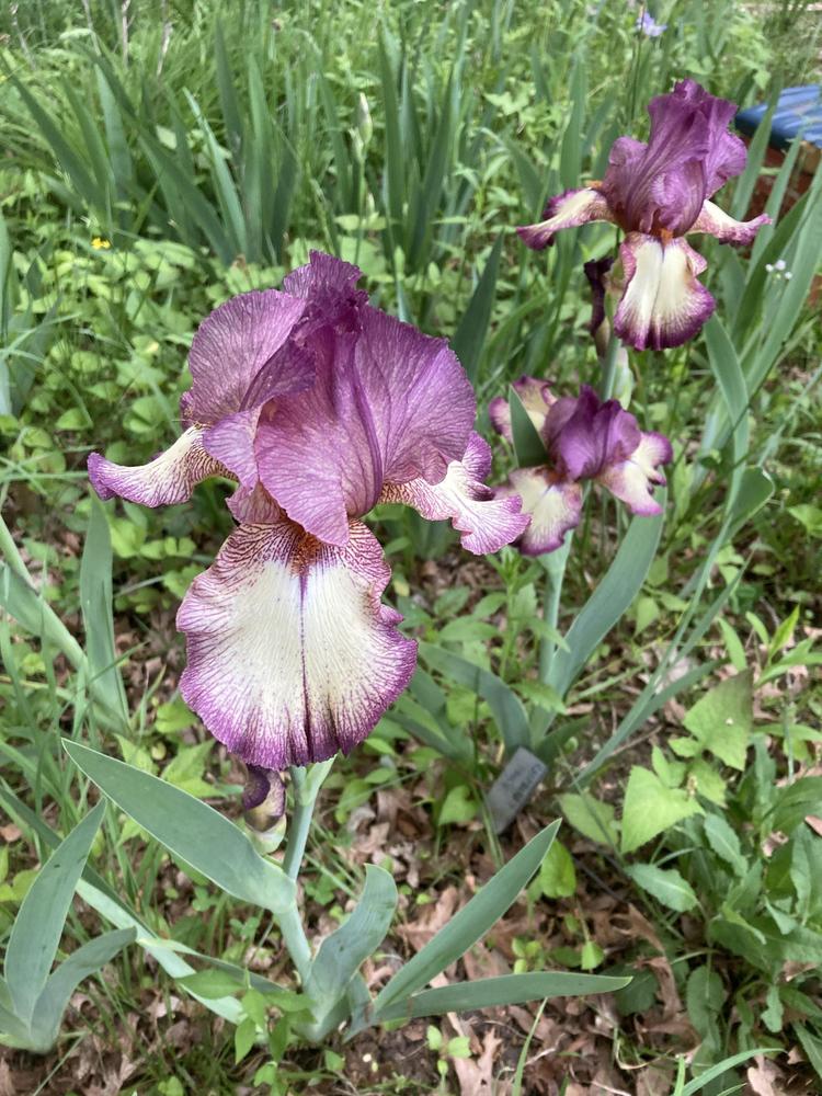 Photo of Tall Bearded Iris (Iris 'Raspberry Fancy') uploaded by DonnaKribs