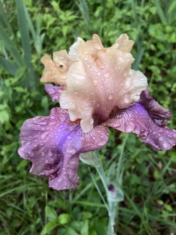 Photo of Tall Bearded Iris (Iris 'Show Your Colours') uploaded by DonnaKribs