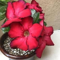 Location: My garden in Tampa, Florida
Date: 2022-05-28
“Red Dragon” has the biggest blooms of my desert roses collec