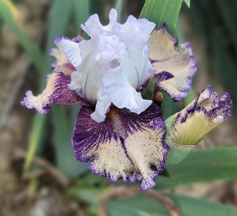Photo of Tall Bearded Iris (Iris 'Pastel Patterns') uploaded by Islandview