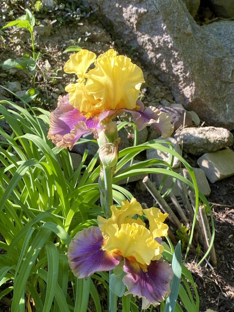 Photo of Tall Bearded Iris (Iris 'In Living Color') uploaded by Legalily