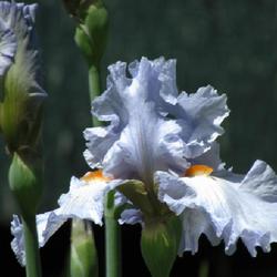 Location: My garden, Watkins Glen, NY
Date: May 2022
There are so many beautiful light blue iris, but I still love thi