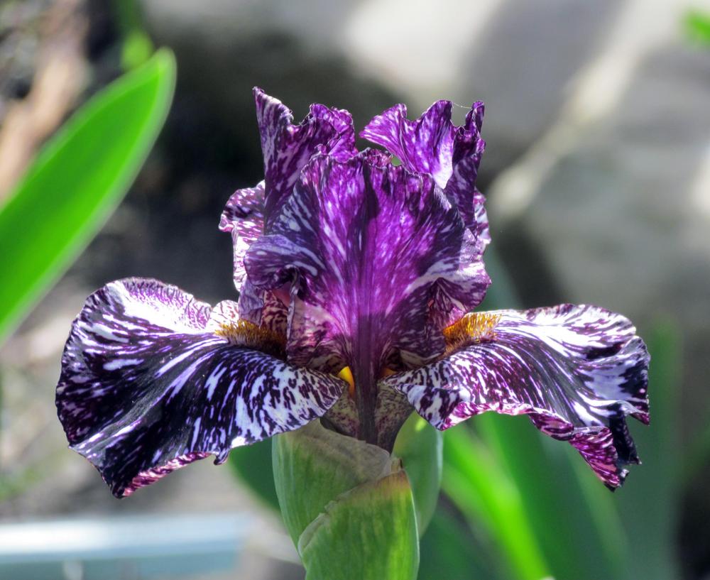 Photo of Tall Bearded Iris (Iris 'Peggy Anne') uploaded by LynNY