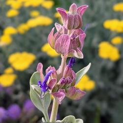 Location: My garden in Albuquerque, NM Zone 7b
Date: 2022-05-24
First bloom just beginning to open