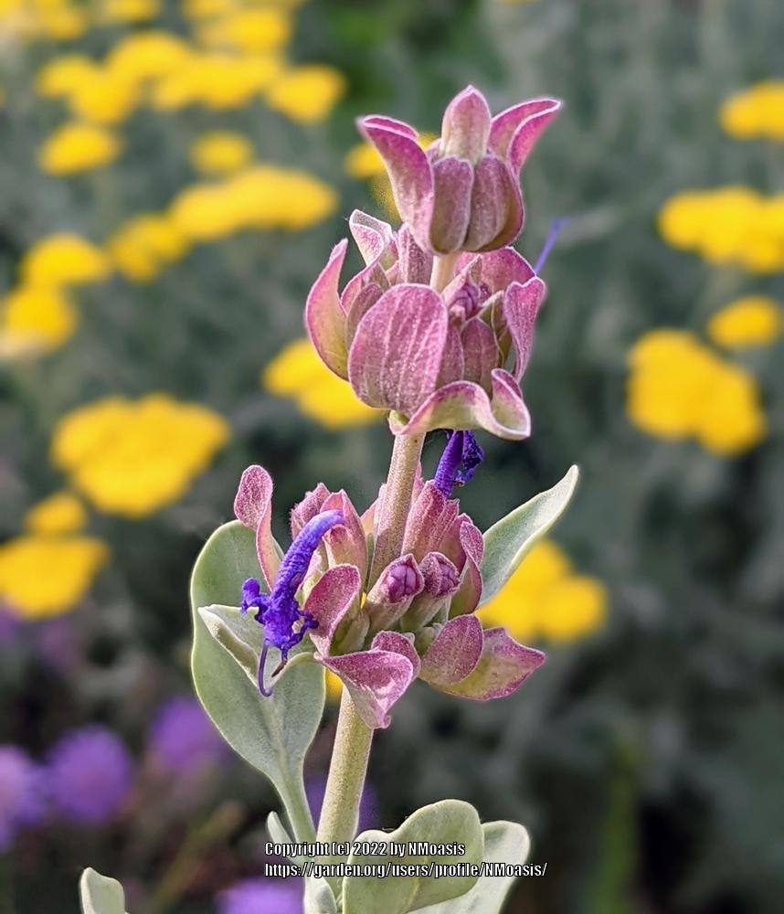 Photo of Giant Purple Sage (Salvia pachyphylla 'Blue Flame') uploaded by NMoasis