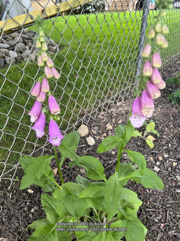 Photo of Foxgloves (Digitalis) uploaded by RizzoR