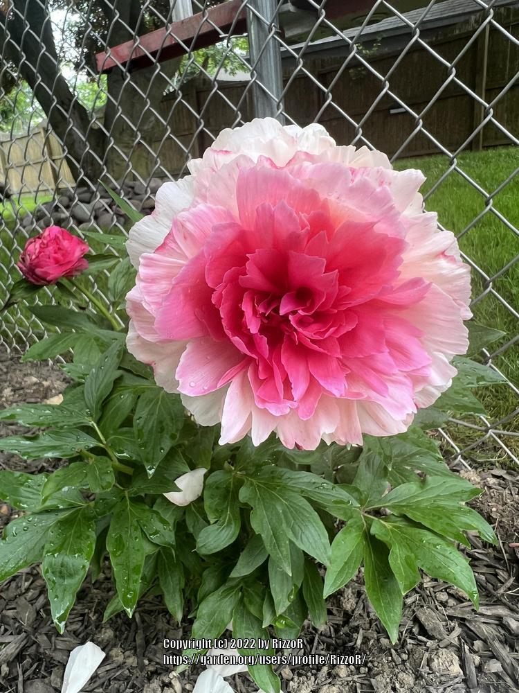 Photo of Peony (Paeonia 'Rose Heart') uploaded by RizzoR